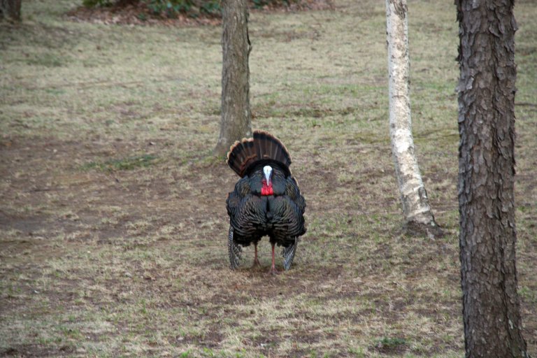 turkey3.jpg - Then he noticed I was eyeing them and got pissed.  He started to come at me and I realized his pecker was at my... groin level.  I left.